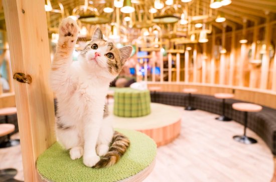 The Most Popular Pet Cafes in Tokyo YumeTwins The 